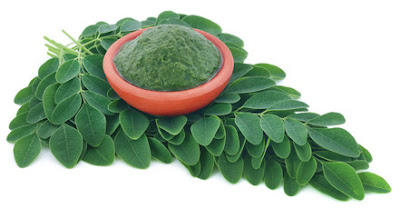 Moringa plant - Health Benefits, Medical Uses and Side Effects