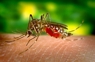 Everything you must know about zika virus 