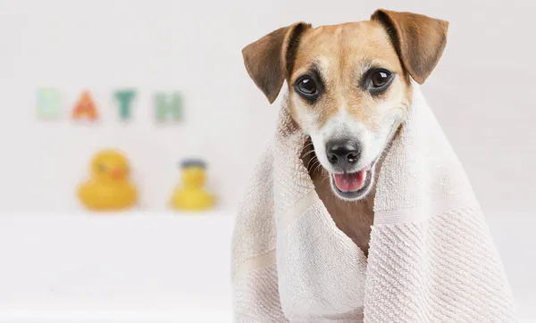 Tips on How to Always Keep Your Dog Healthy
